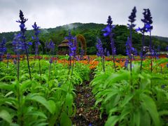 -广州市石门国家森林公园