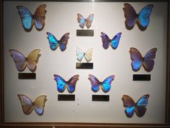 -上海昆虫博物馆