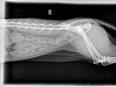 -佳雯宠物医院·皮肤科·内外科(春晓路分院)