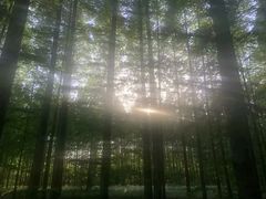 -黄海国家森林公园