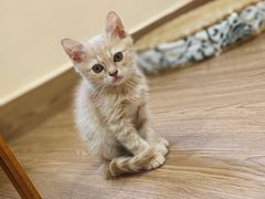 -楼上猫咖(罗湖店)