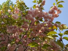 -长白岛森林公园