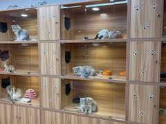 -猫十亿·布偶金渐层·曼基康矮脚猫舍(青年路店)