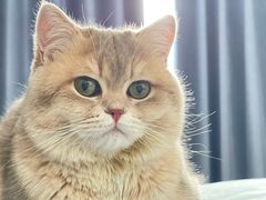 -美联众合宠物医院·爱萌分院·内外科·猫科中心