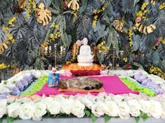 -彩虹桥宠物火化殡葬善终服务(金乐大厦店)