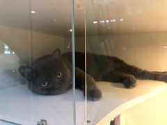 -李小姐の猫咖啡馆(五角场店)