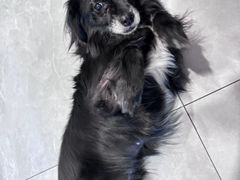 -伟伟宠物医院·CT影像中心·瑞派犬猫综合性门诊(汉口总院)