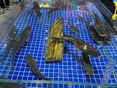 -宝轩渔府·老字号海鲜·正宗津菜(水上店)