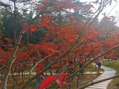 -广州市帽峰山景区