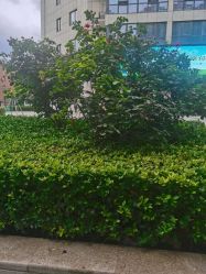 -河南中医药大学第一附属医院-医疗整形