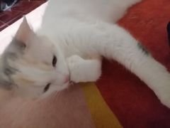 -艾吉宠物医院·疑难杂症转诊中心·猫友好(碧江路院)