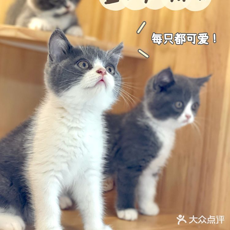 上海宠物店推荐|找到了买猫狗的好地方！