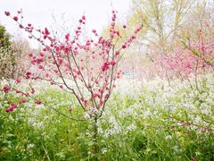 -南汇桃花村