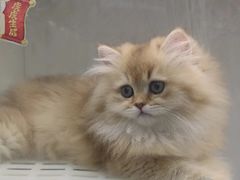 -lincat·猫舍(广州店)