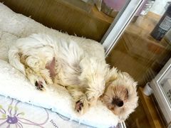 -翊宠yipet猫狗购宠庄园犬舍•猫舍