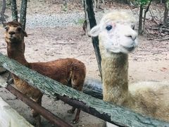 -清迈夜间动物园