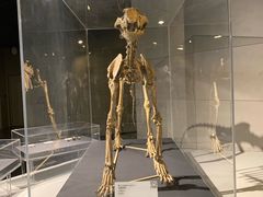 -北京周口店北京人遗址博物馆