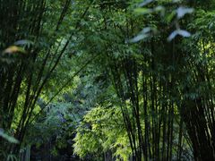 -深圳仙湖植物园
