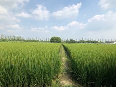 -大莲湖农家乐(青西郊野公园店)