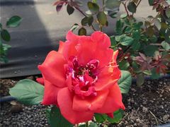 -亚龙湾国际玫瑰谷