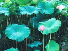 -陈家山荷花公园