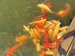 -深圳野生动物园