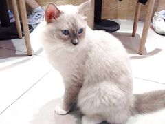 -Heymao猫咖.咖啡厅(东门店)