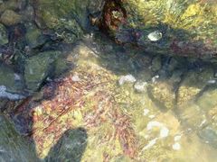 -放鸡岛生态旅游国际度假区