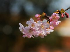 -顾村公园