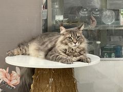 -楼上猫咖(罗湖店)