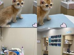 -安安宠医宠物医院·异宠·犬猫内科(岳阳分院)