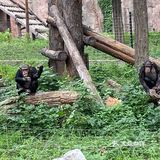 园子里禁止投喂 总有执勤人员盯着乱投喂