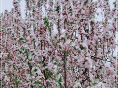 -元大都城垣遗址公园