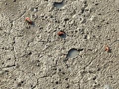 -北海金海湾红树林生态旅游区