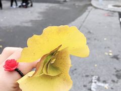 -三里屯东五街银杏大道