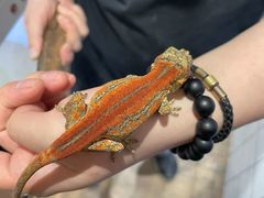 -酷以爬仙阁实体爬宠店·守宫·蜥蜴·专业繁育