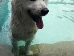 -汪说喵讲宠物乐园宠物酒店(红星美凯龙店)