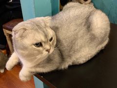 -猫小院猫主题咖啡厅(北锣店)