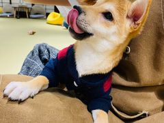 -逗柴咖啡屋·狗咖猫咖宠物桌游
