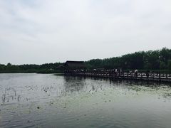 -溱湖国家湿地公园