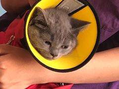 -瑞派福兴宠物医院犬猫全科·骨科·中西医结合(河东店)