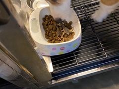 -PETKIT小佩宠物·低压洗护(国顺东路店)