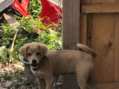 -同銮特种养殖场·龙虾垂钓