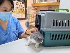 -御宝贝·A梦猫科宠物医院(国际猫友好医院)