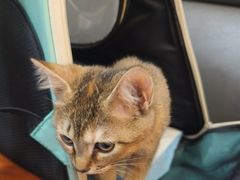 -瑞派康怡24h宠物医院·犬猫医疗中心·微创绝育(瑞景分院)