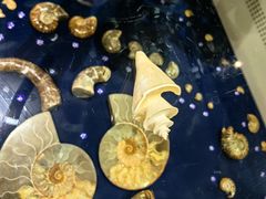 -青岛贝壳博物馆