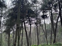 -铁山坪森林公园