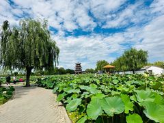 -白洋淀风景区