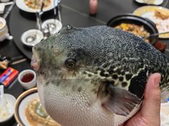 -鲐赏河豚(长寿店)