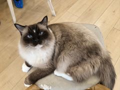 -Let's go狗咖·猫咖·奶狗·桌游(春熙路IFS店)
